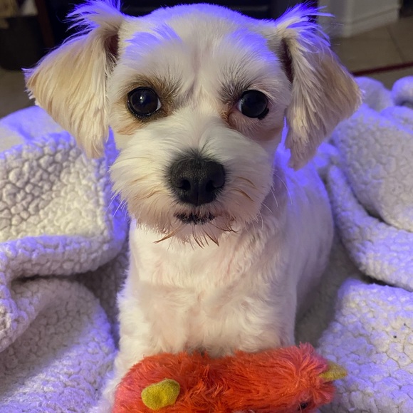 Meet your Posher, Paula - Picture 1 of 1